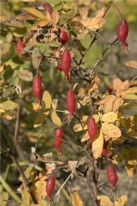 Rosehips 100 Page Lined Journal