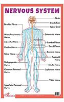 Nervous System - Educational Chart