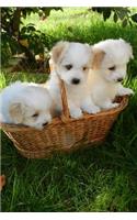 Three Adorable Creamy White Puppy Dogs in a Basket Journal