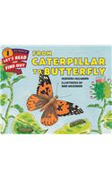 From Caterpillar to Butterfly