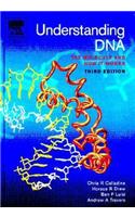 Understanding DNA