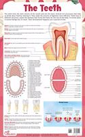 The Teeth - Thick Laminated Chart